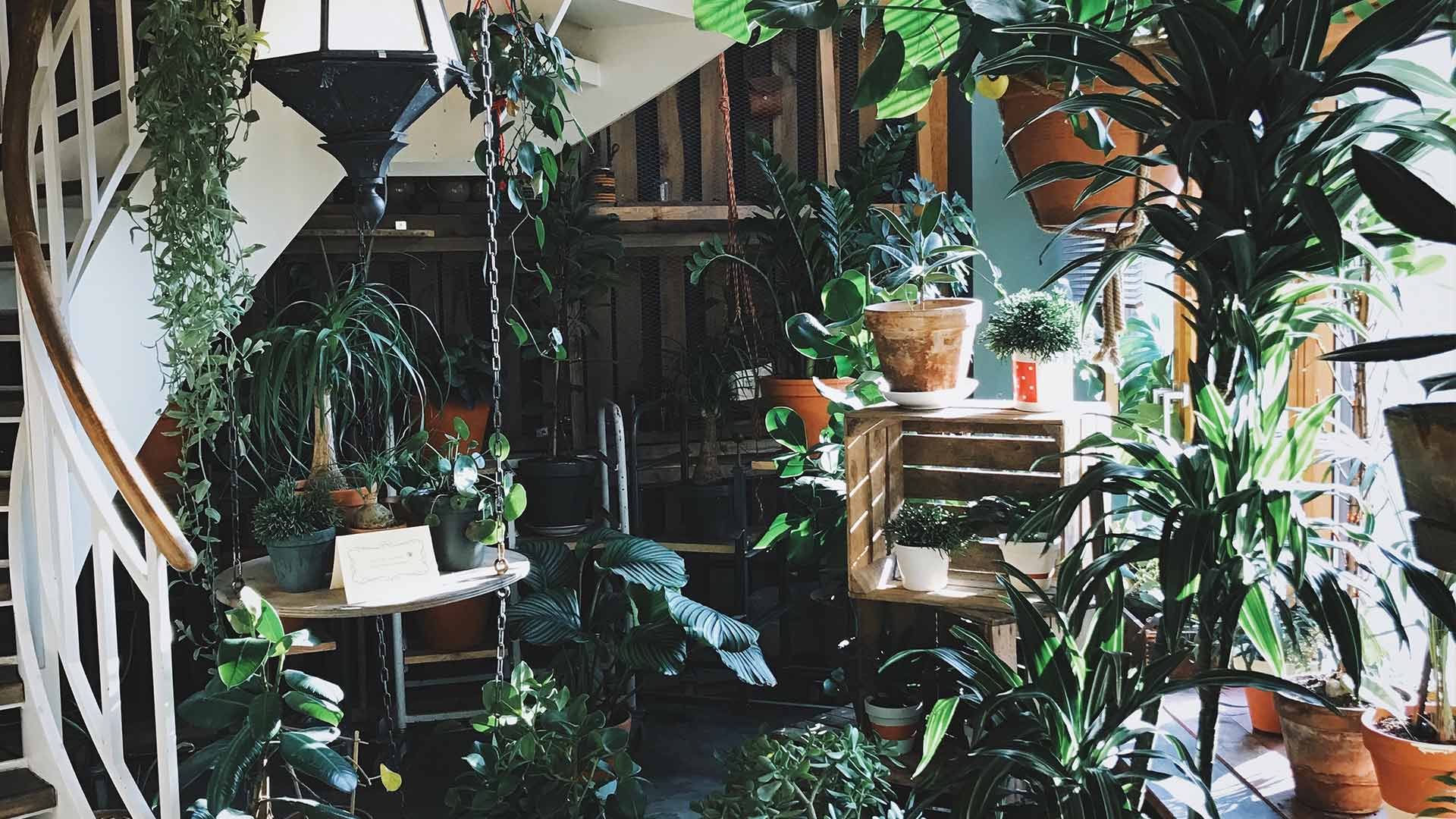 Indoor Plant Workshop