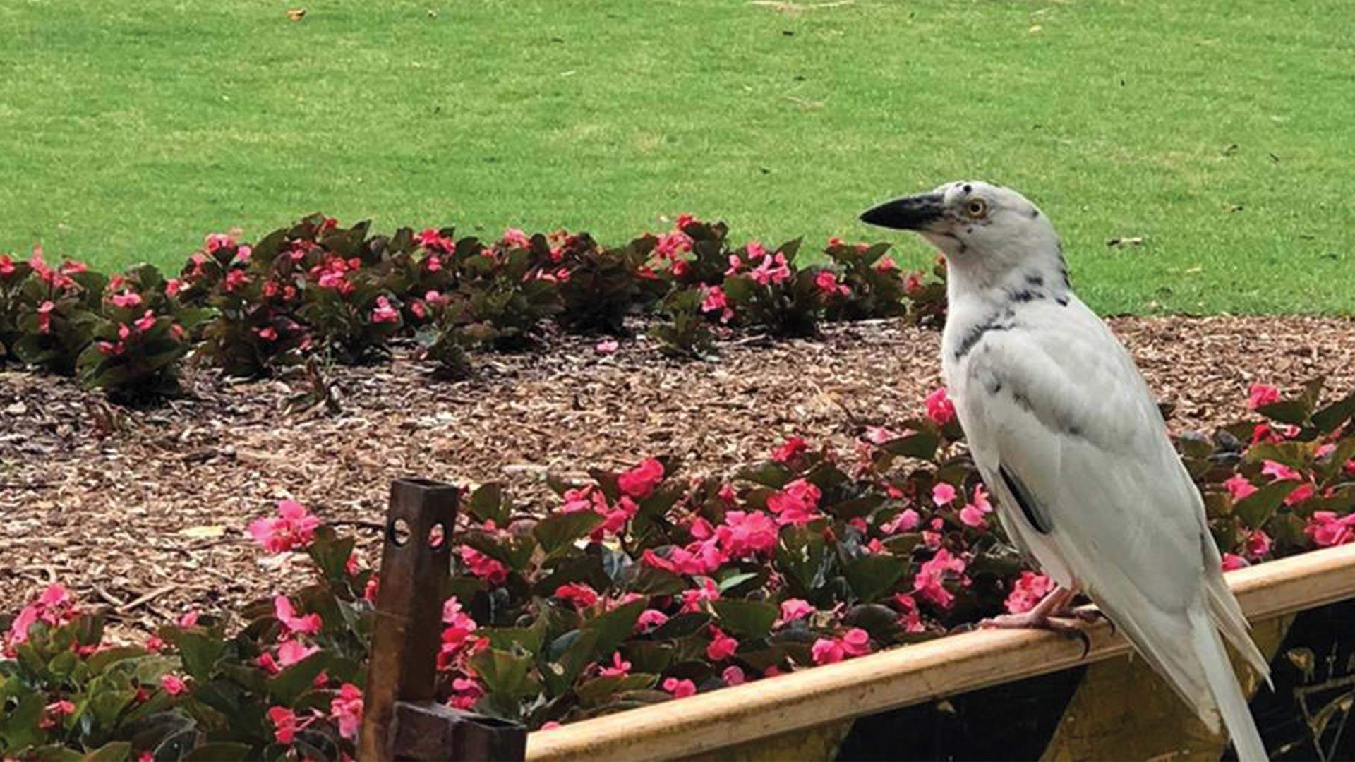 The Public's Love for This White Pied Currawong Will Give You Hope in Humanity