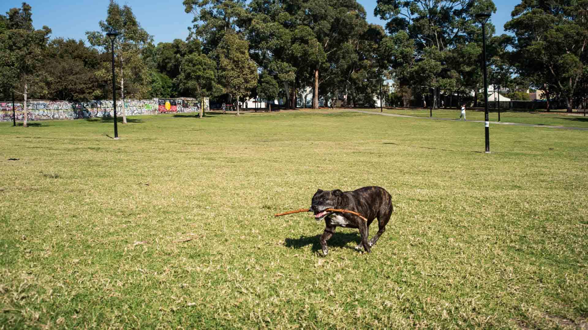 Melbourne Could Be Getting 15 New Off-Leash Dog Parks - Concrete Playground