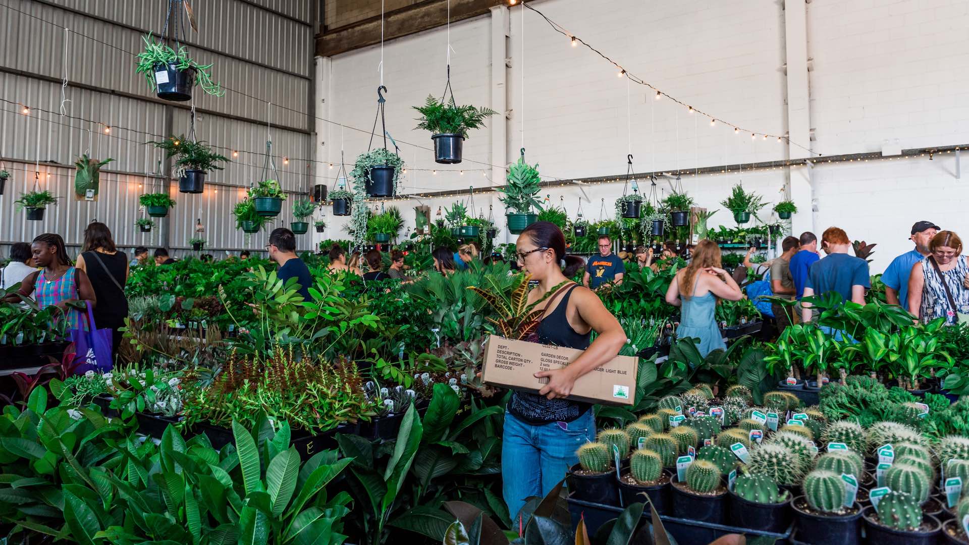 Jungle Collective Indoor Plant Warehouse Sale Summertime Madness