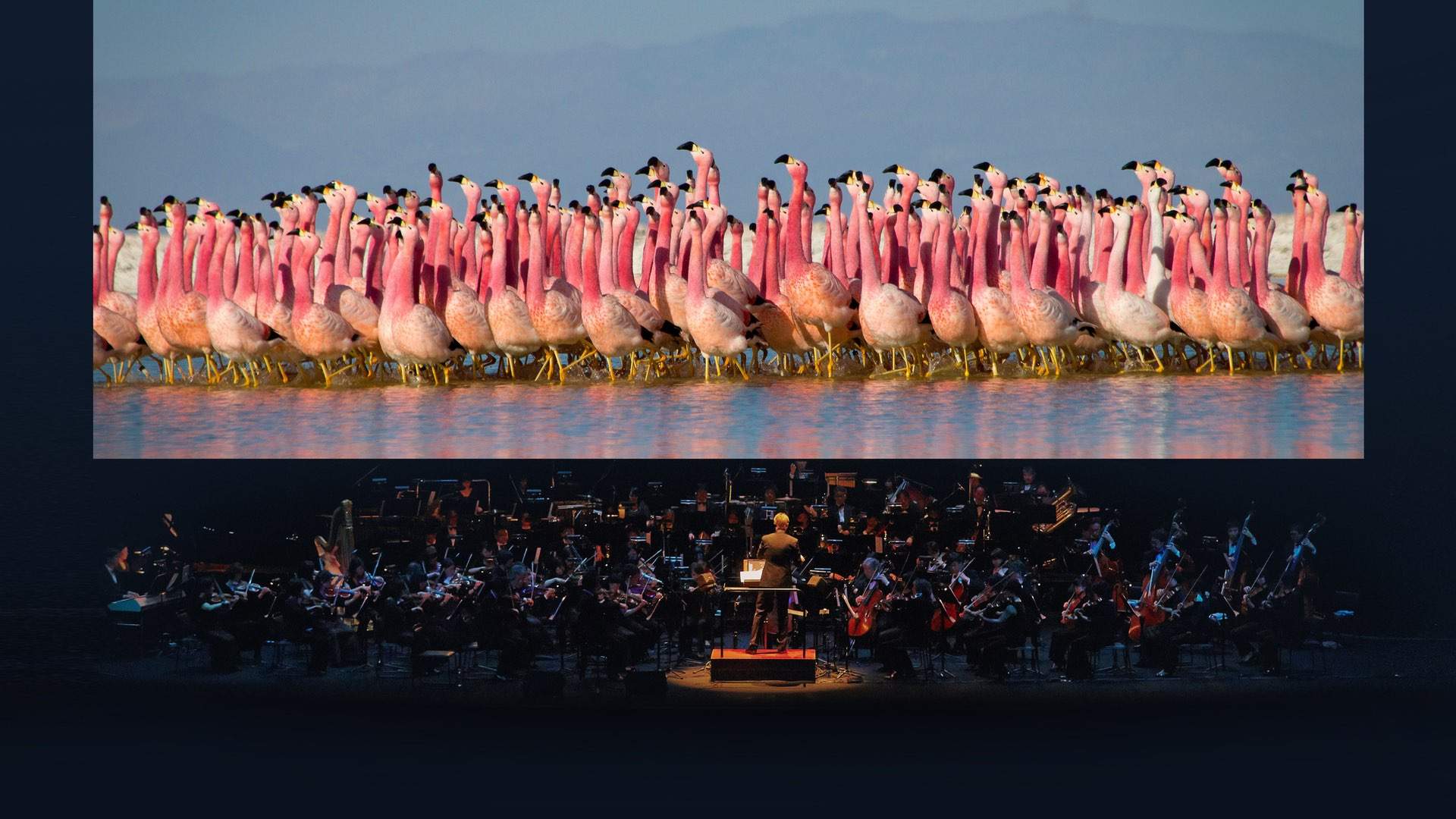 A Live Concert of David Attenborough's 'Planet Earth II' Is Coming to Australia