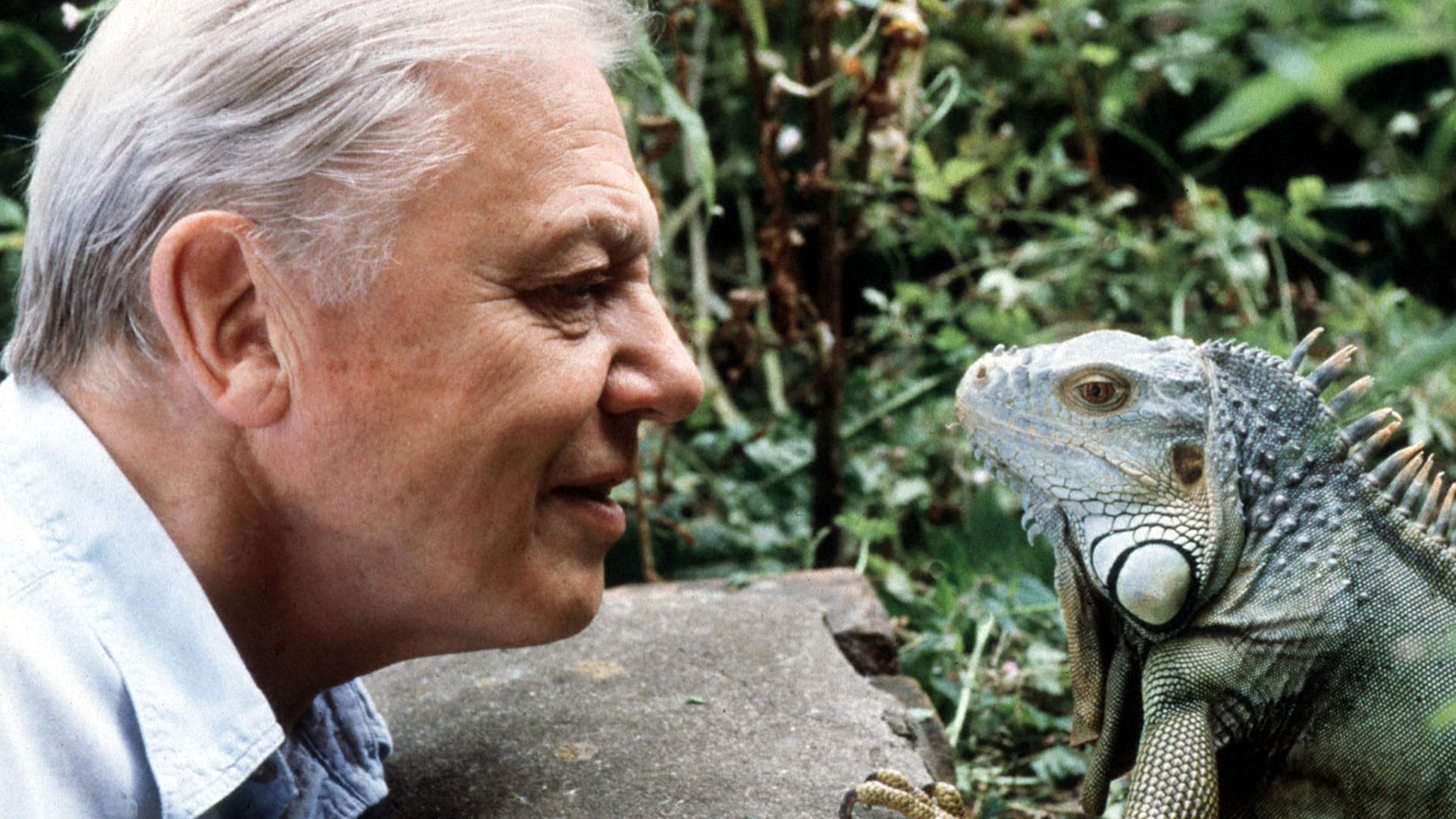Sir David Attenborough's Jungle Jam