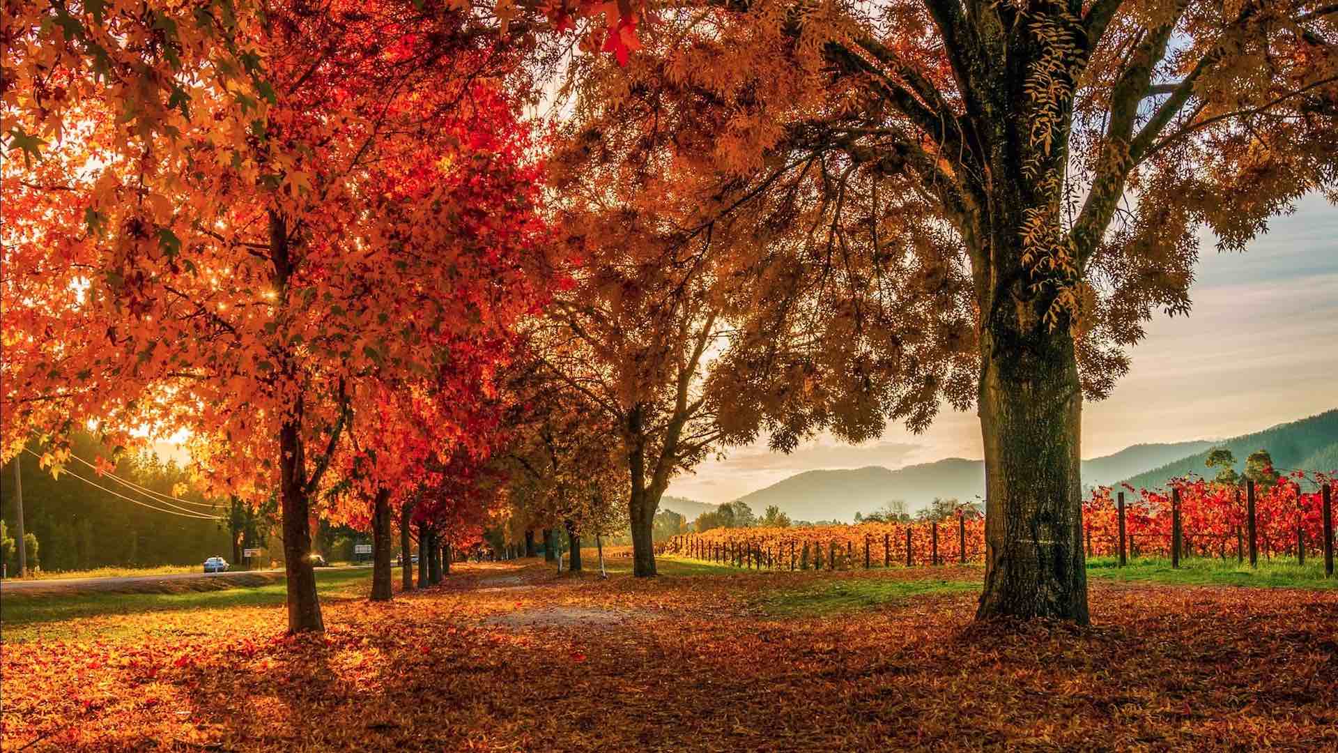 bright-autumn-festival-2018-melbourne