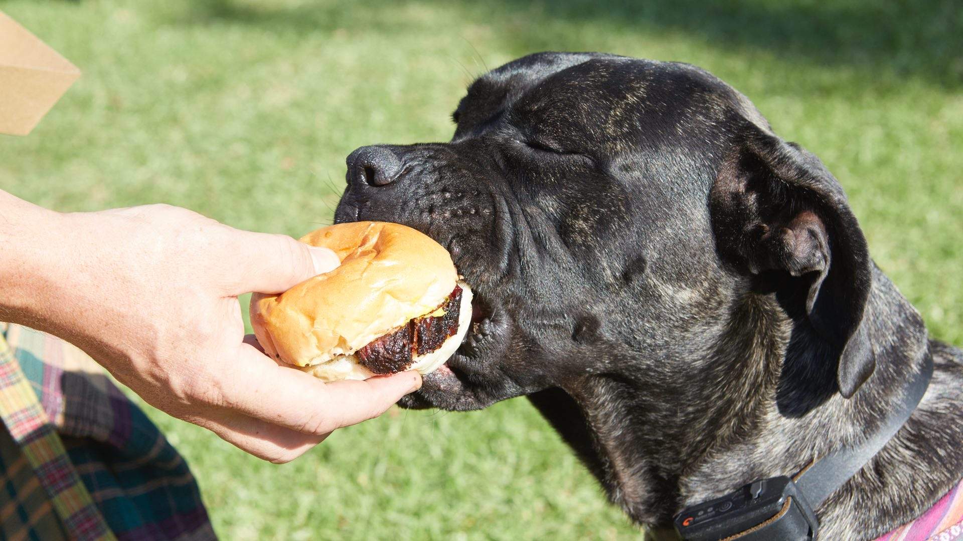 Hank Marvin's Big Burger Biannual