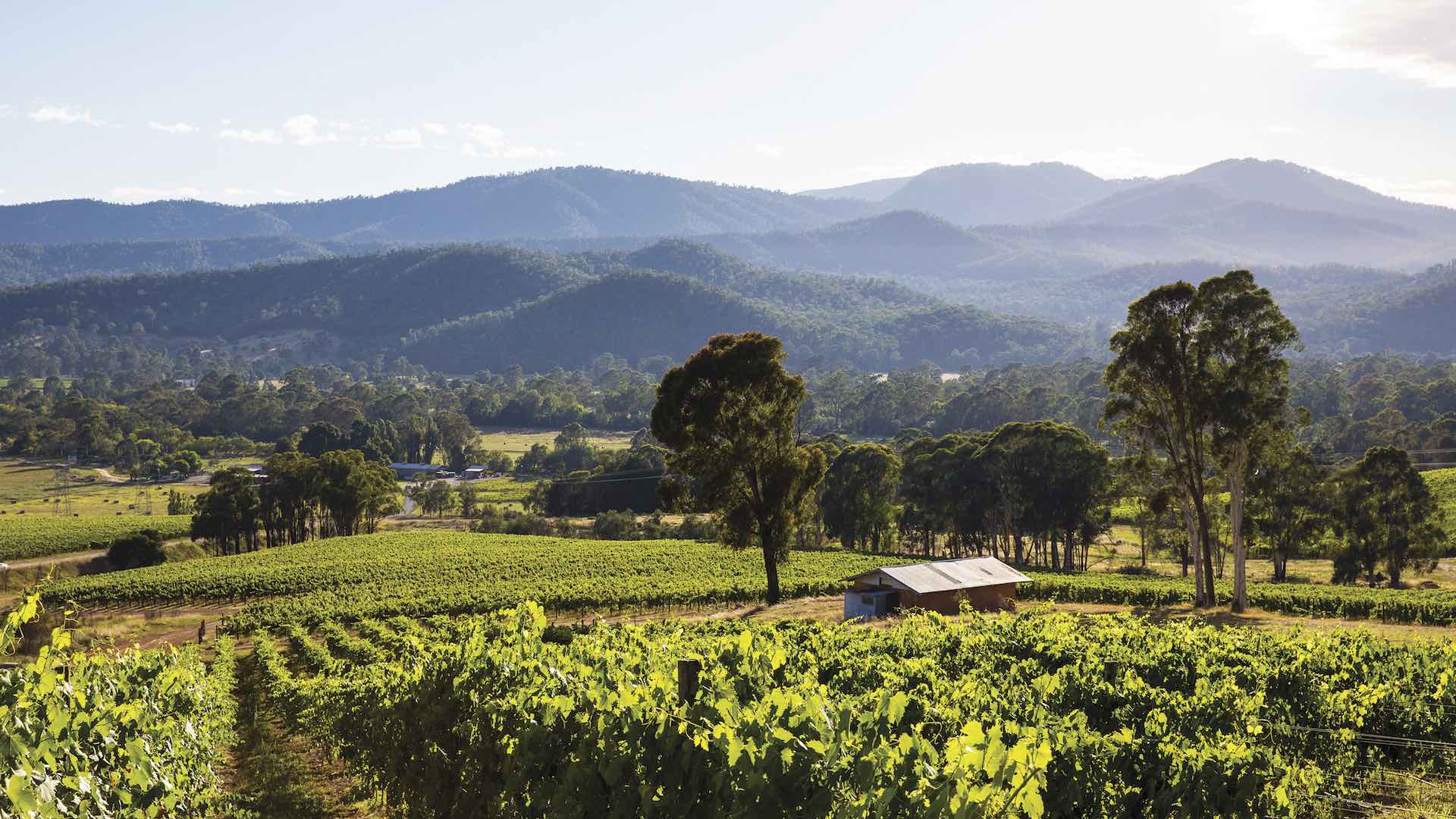 Chrismont Winery on Prosecco Road in the Victorian High Country