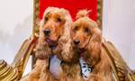 Melbourne Dog Lovers Festival 2023