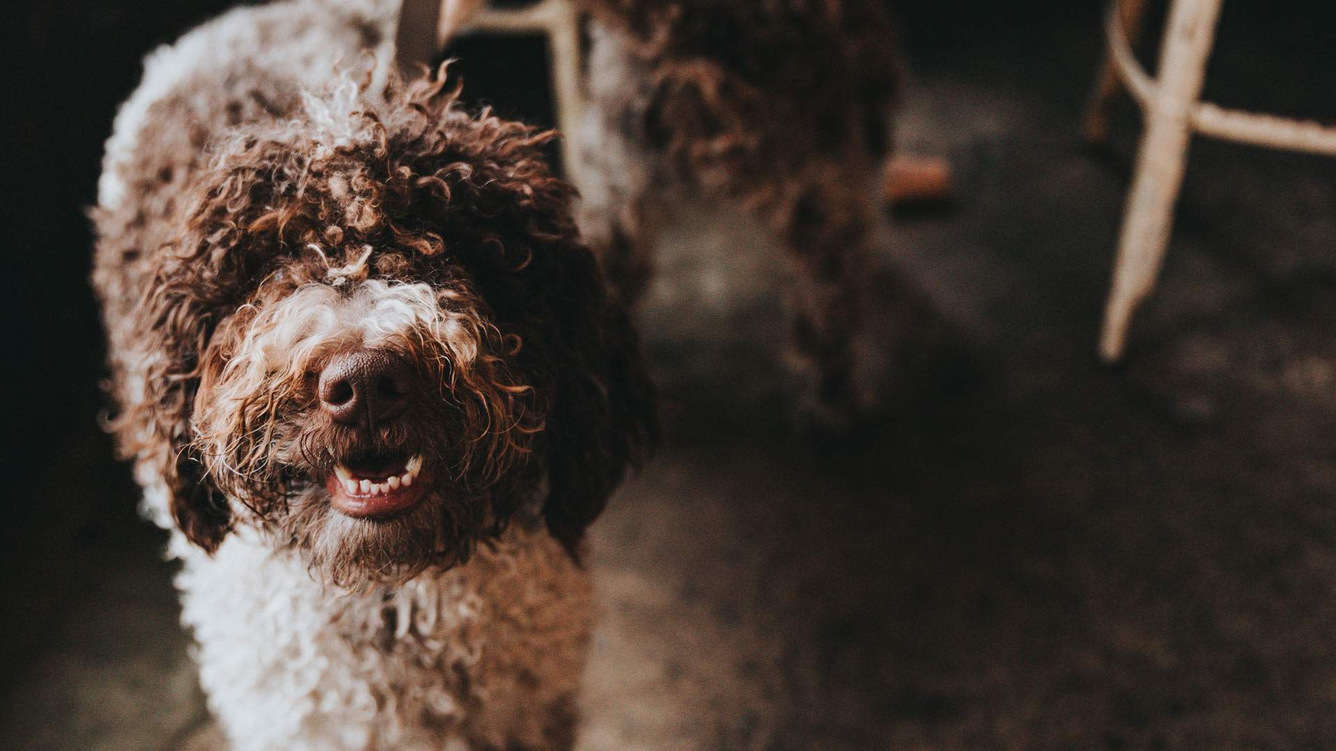 A Karaoke Bar With A Dog-Friendly Beer Garden Has Opened In Brunswick