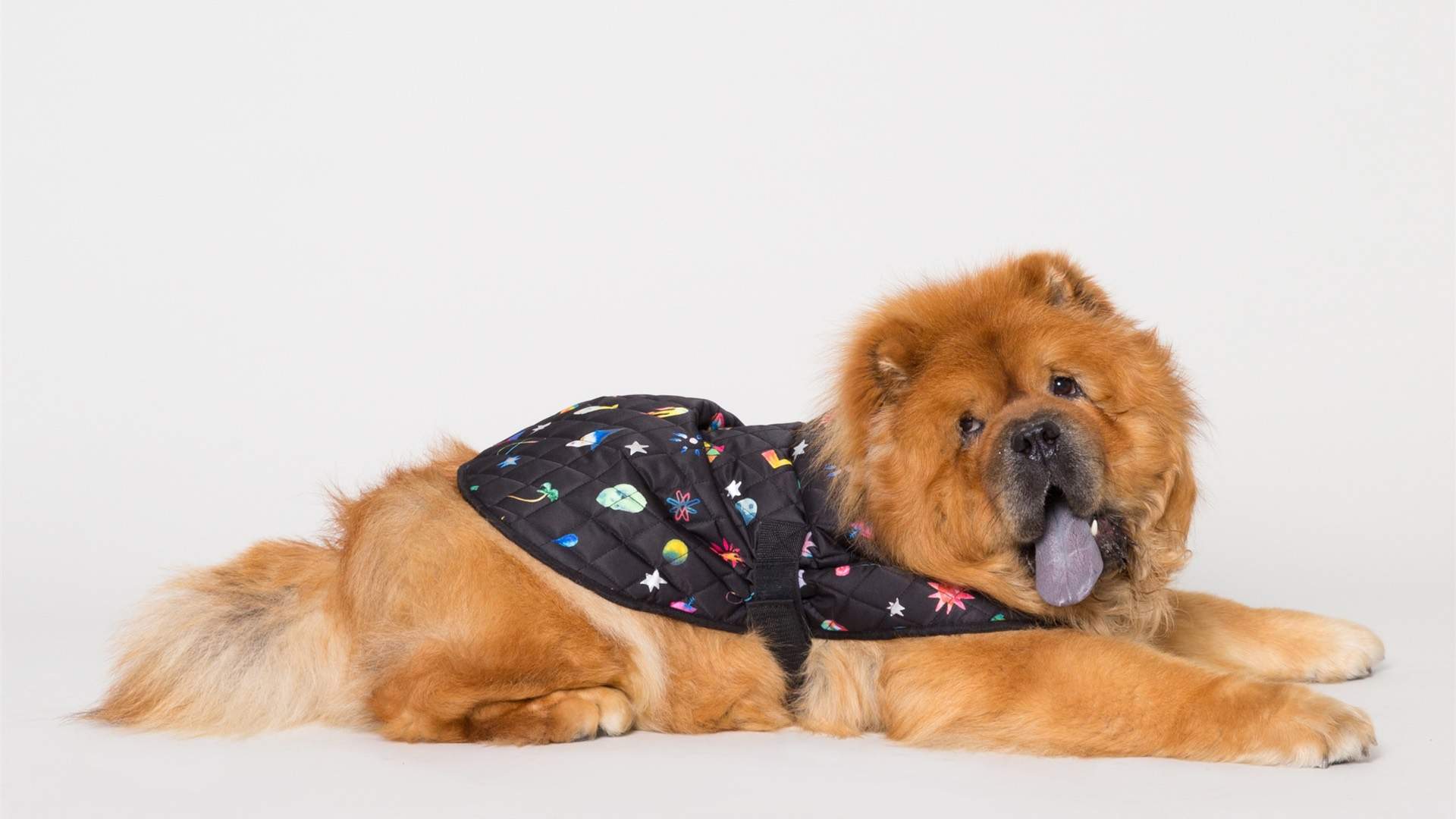 Gorman Has Just Dropped a New Range of Raincoats for Very Good (Well-Dressed) Dogs