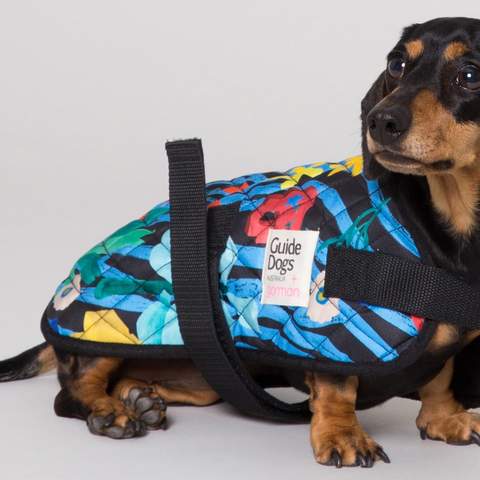 Gorman Has Just Dropped a New Range of Raincoats for Very Good (Well-Dressed) Dogs