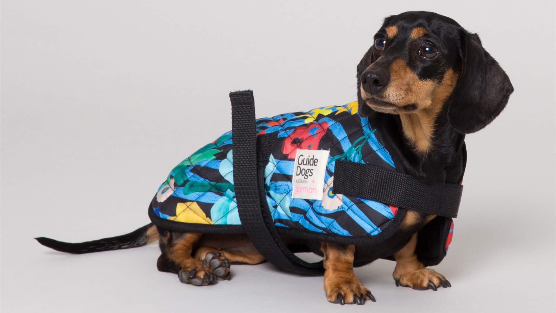 Gorman Has Just Dropped a New Range of Raincoats for Very Good (Well-Dressed) Dogs