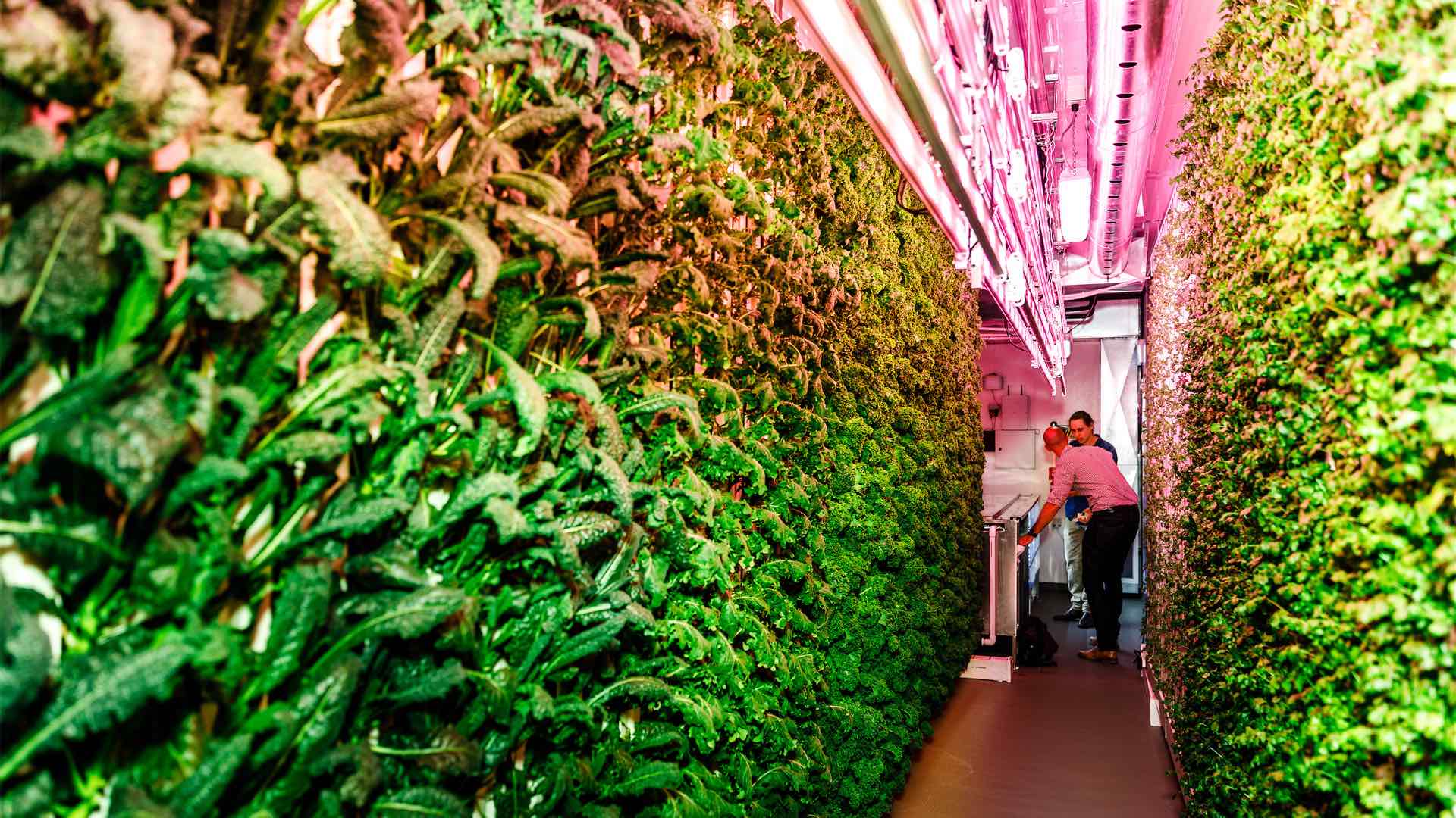 Brisbane's Eat Street Is Now Home to an Aussie-First Vertical Hydroponic Farm