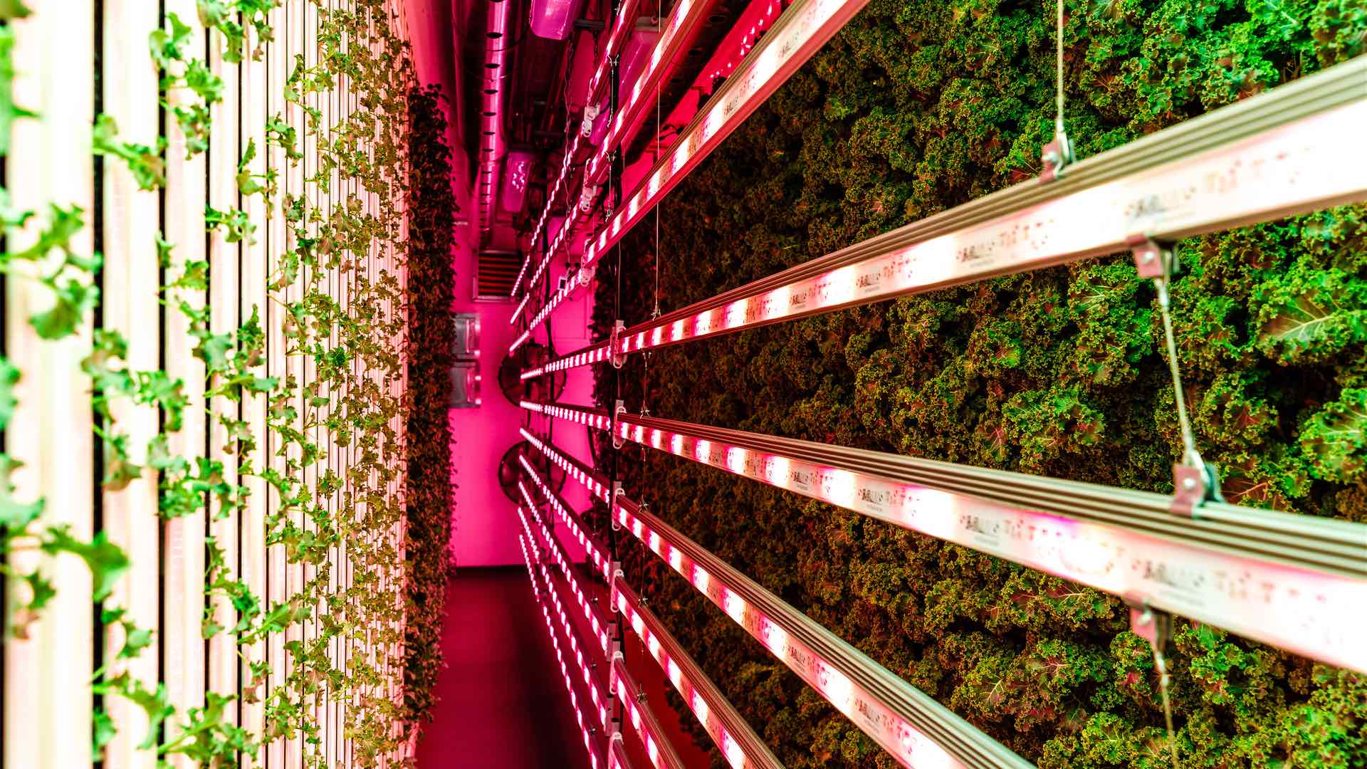 Brisbane's Eat Street Is Now Home to an Aussie-First Vertical Hydroponic Farm