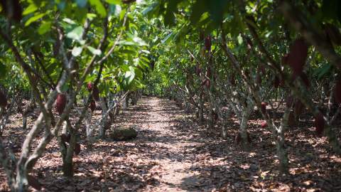 This Environmentally Conscious Search Engine Turns Your Online Queries Into New Trees