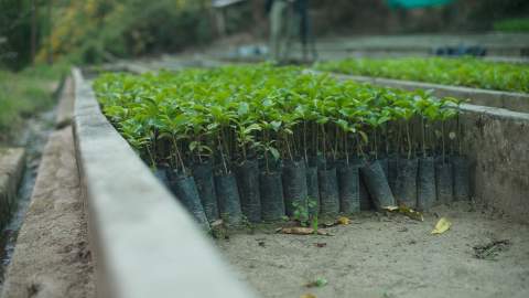 This Environmentally Conscious Search Engine Turns Your Online Queries Into New Trees