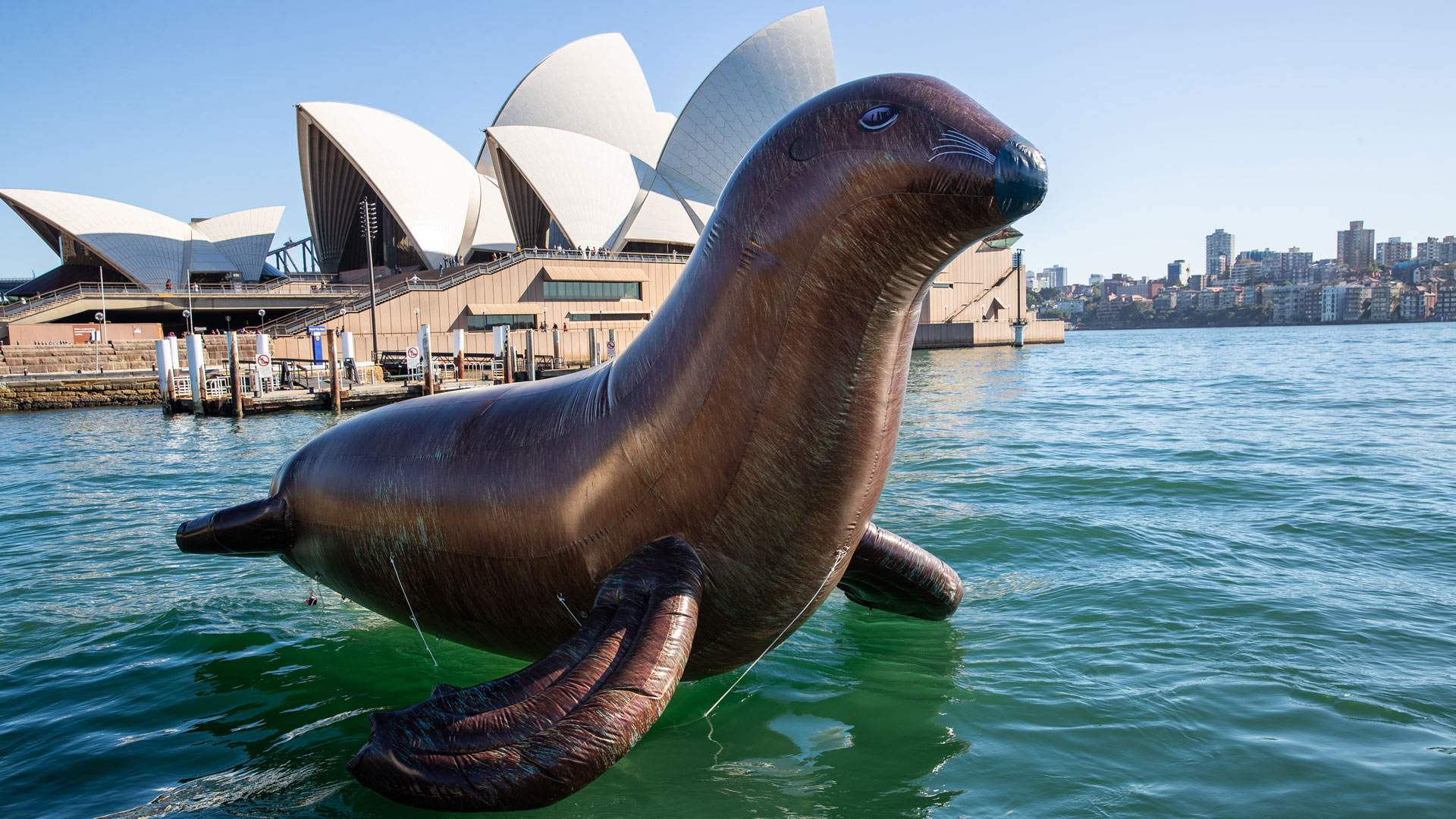 A Huge Inflatable Sydney Opera House Seal Is Currently Floating on the Harbour