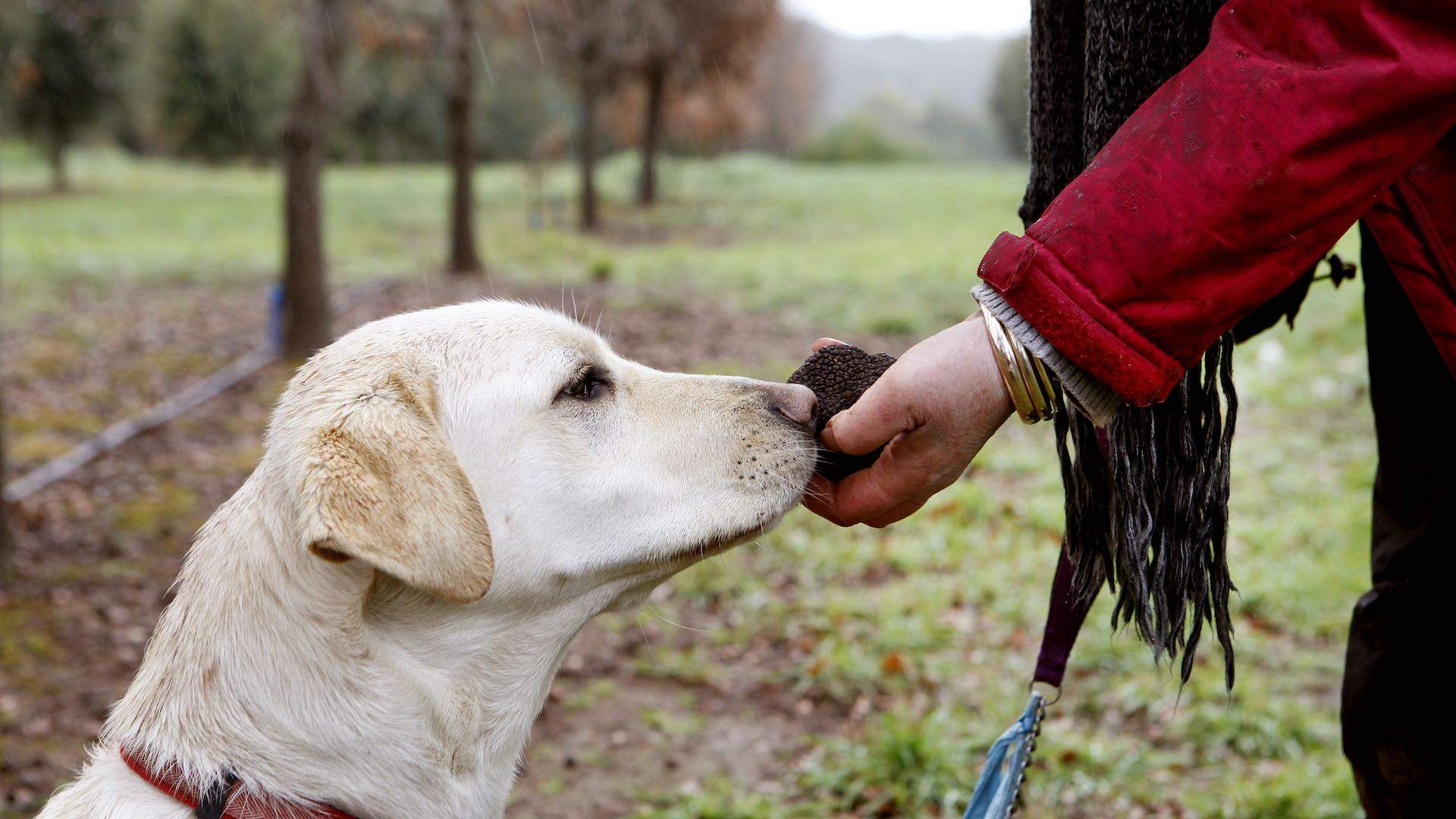 Black Cat Truffle Hunt and Tasting Concrete Playground