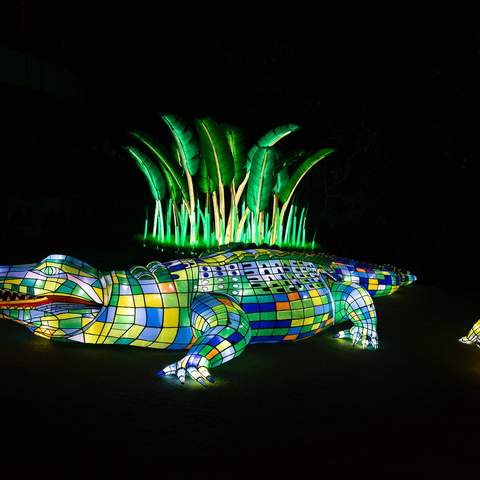 Sydney's Taronga Zoo Has Been Spectacularly Illuminated for This Year's Vivid Festival