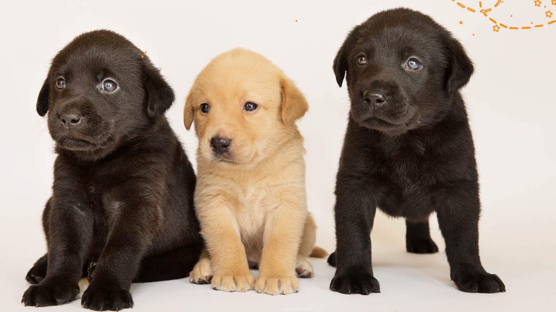 Guide Dogs NSW Needs You to Help Raise Its Newest Balls of Fluff