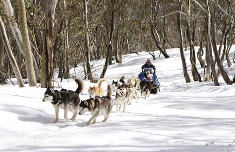 Eight Victorian Snow Experiences That Aren't Just Skiing or Snowboarding