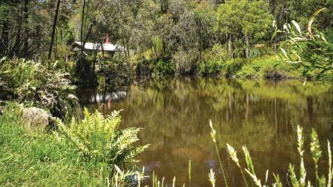 HIKING with your dog in Victoria: KURTH KILN REGIONAL PARK