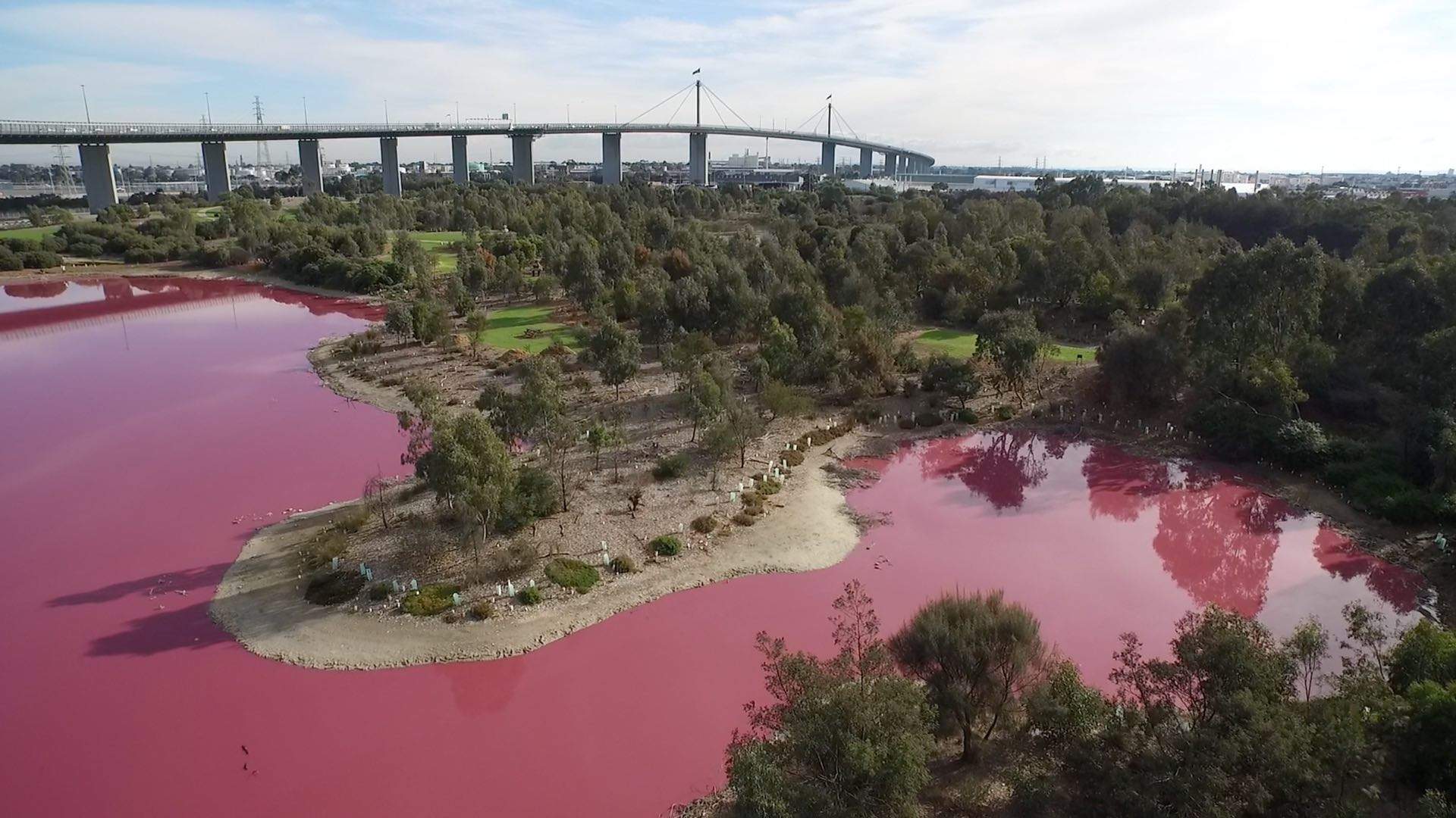 Melbourne's Westgate Park Lake Has Turned a Candy-Coloured Pink Again