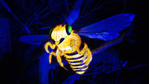 Sydney's Taronga Zoo Has Been Spectacularly Illuminated for This Year's Vivid Festival