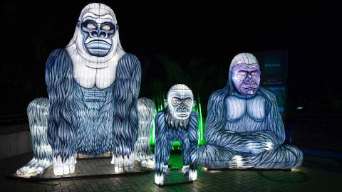 Sydney's Taronga Zoo Has Been Spectacularly Illuminated for This Year's Vivid Festival