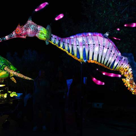 Sydney's Taronga Zoo Has Been Spectacularly Illuminated for This Year's Vivid Festival