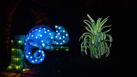 Sydney's Taronga Zoo Has Been Spectacularly Illuminated for This Year's Vivid Festival