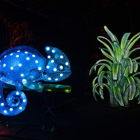 Sydney's Taronga Zoo Has Been Spectacularly Illuminated for This Year's Vivid Festival