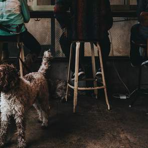 Where You Can Eat, Drink and Bring Your Fur Baby in Melbourne