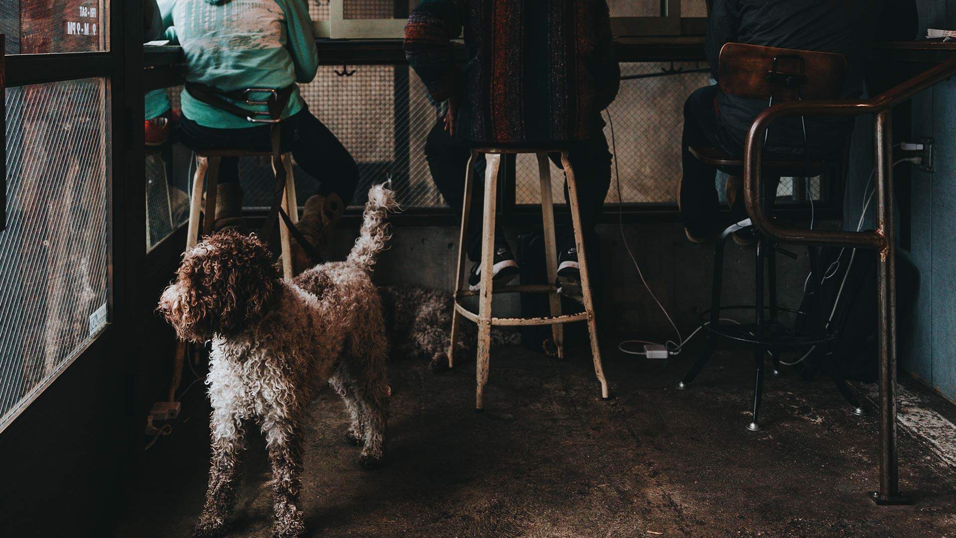 Where You Can Eat, Drink and Bring Your Fur Baby in Melbourne