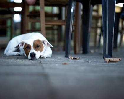 Help Dogs in Need by Going for a Pint with Your Pooch
