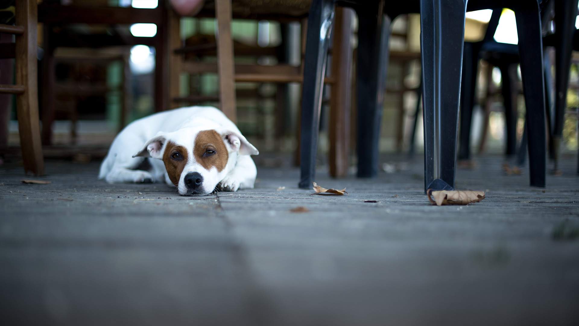 Help Dogs in Need by Going for a Pint with Your Pooch