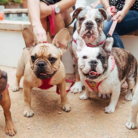 Where You Can Eat, Drink and Bring Your Fur Baby in Sydney