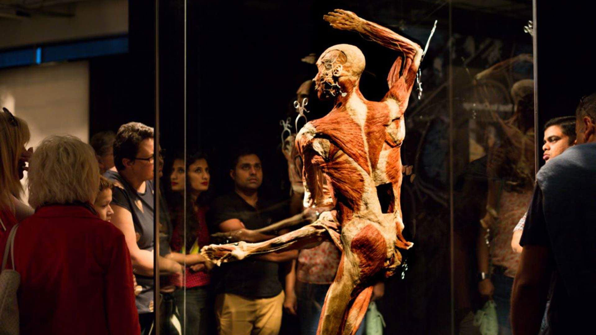 Body Worlds Vital