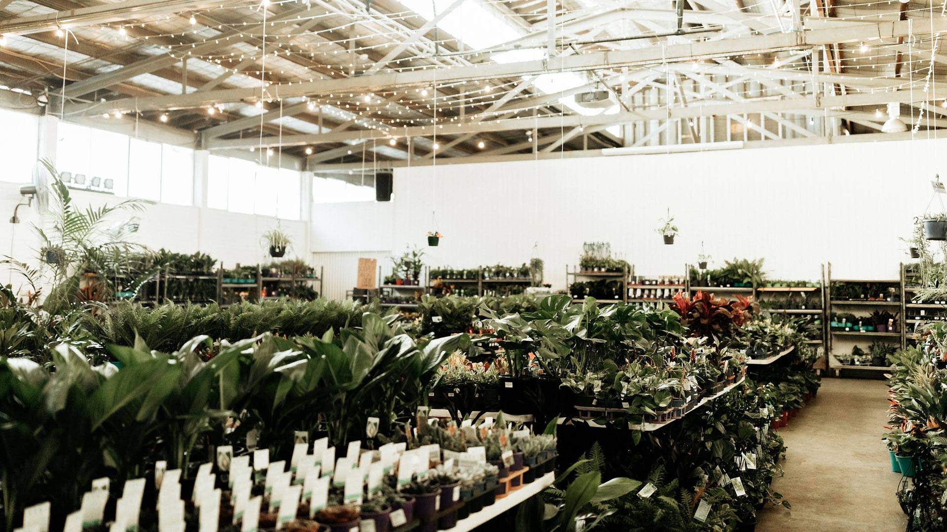 Huge Indoor Plant Warehouse Sale: Rare Plant Party