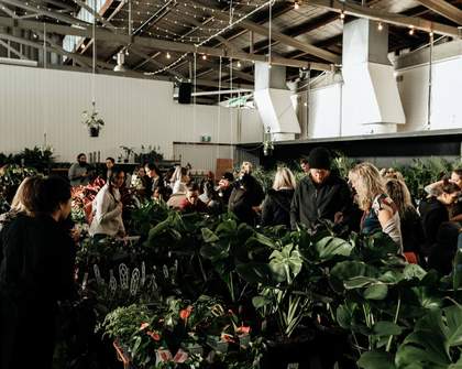 Huge Indoor Plant Warehouse Sale: Rare Plant Party