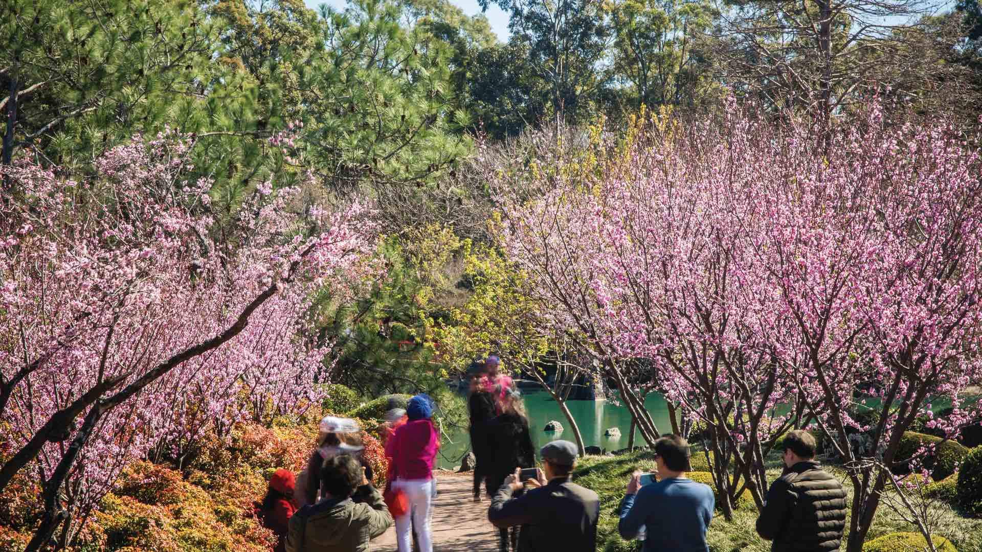 Sydney Cherry Blossom Festival 2022 - Concrete Playground