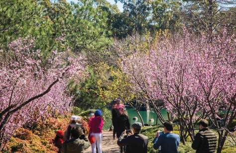 Sydney Cherry Blossom Festival 2022