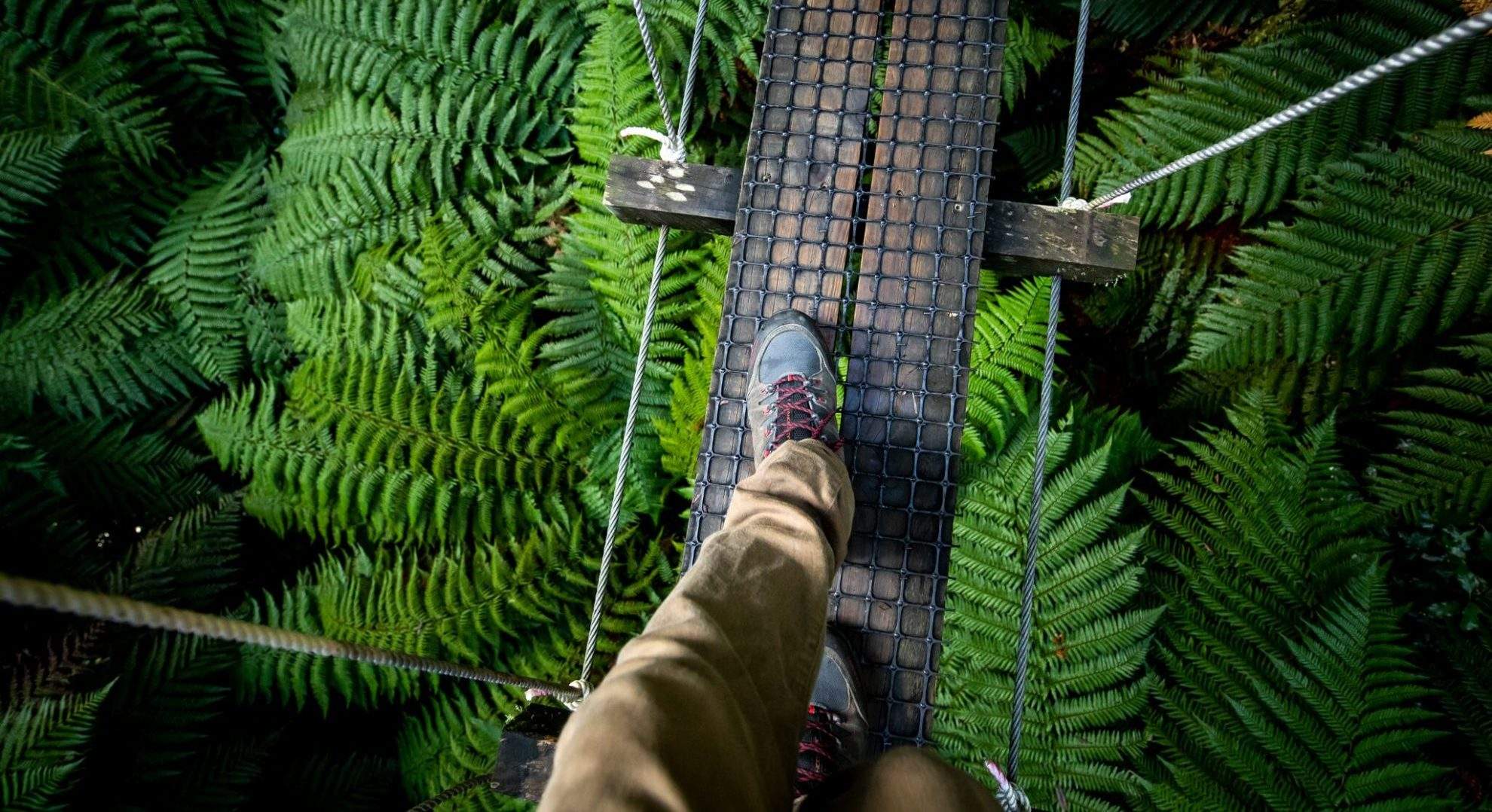 Google, Tourism and Ziplining Helped Save and Restore This Rotorua Native Forest