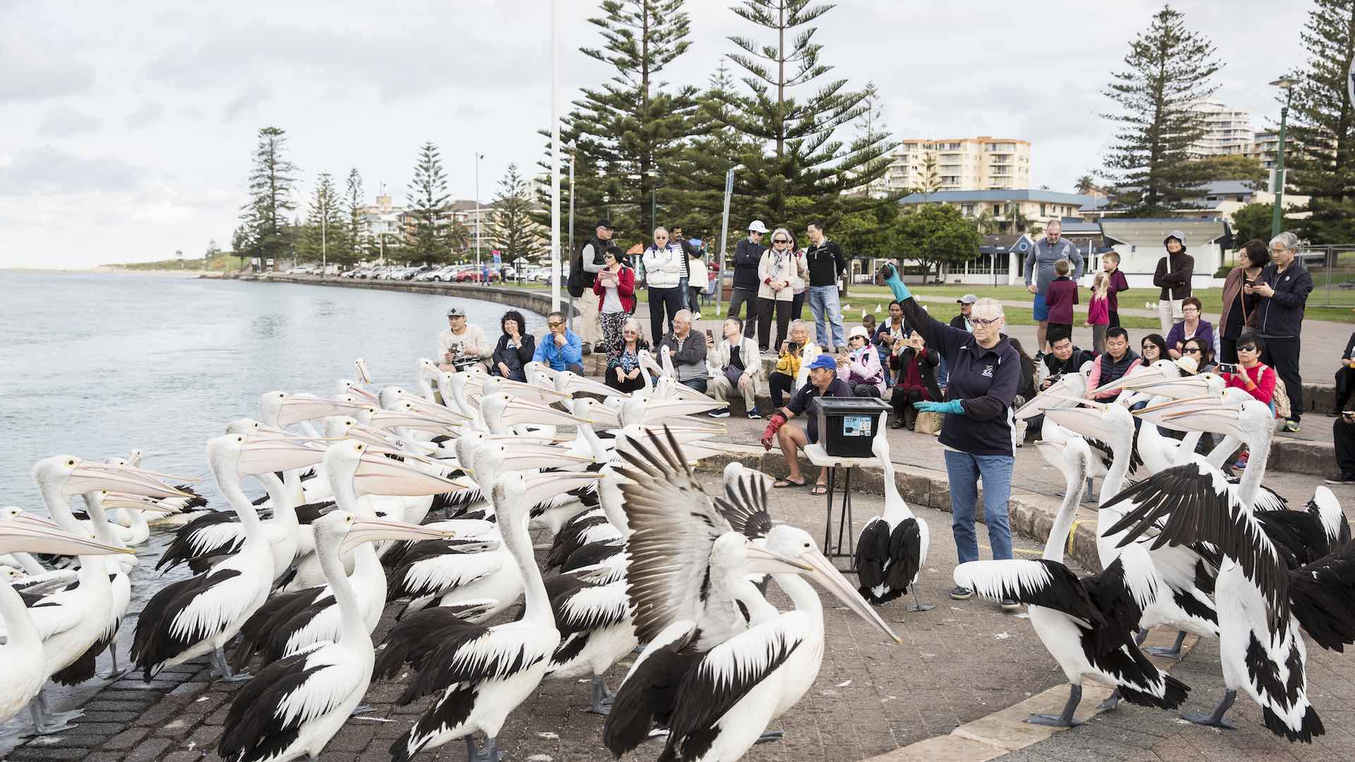Tourists watching the popular daily pelican feeding at The Entrance on the NSW Central Coast