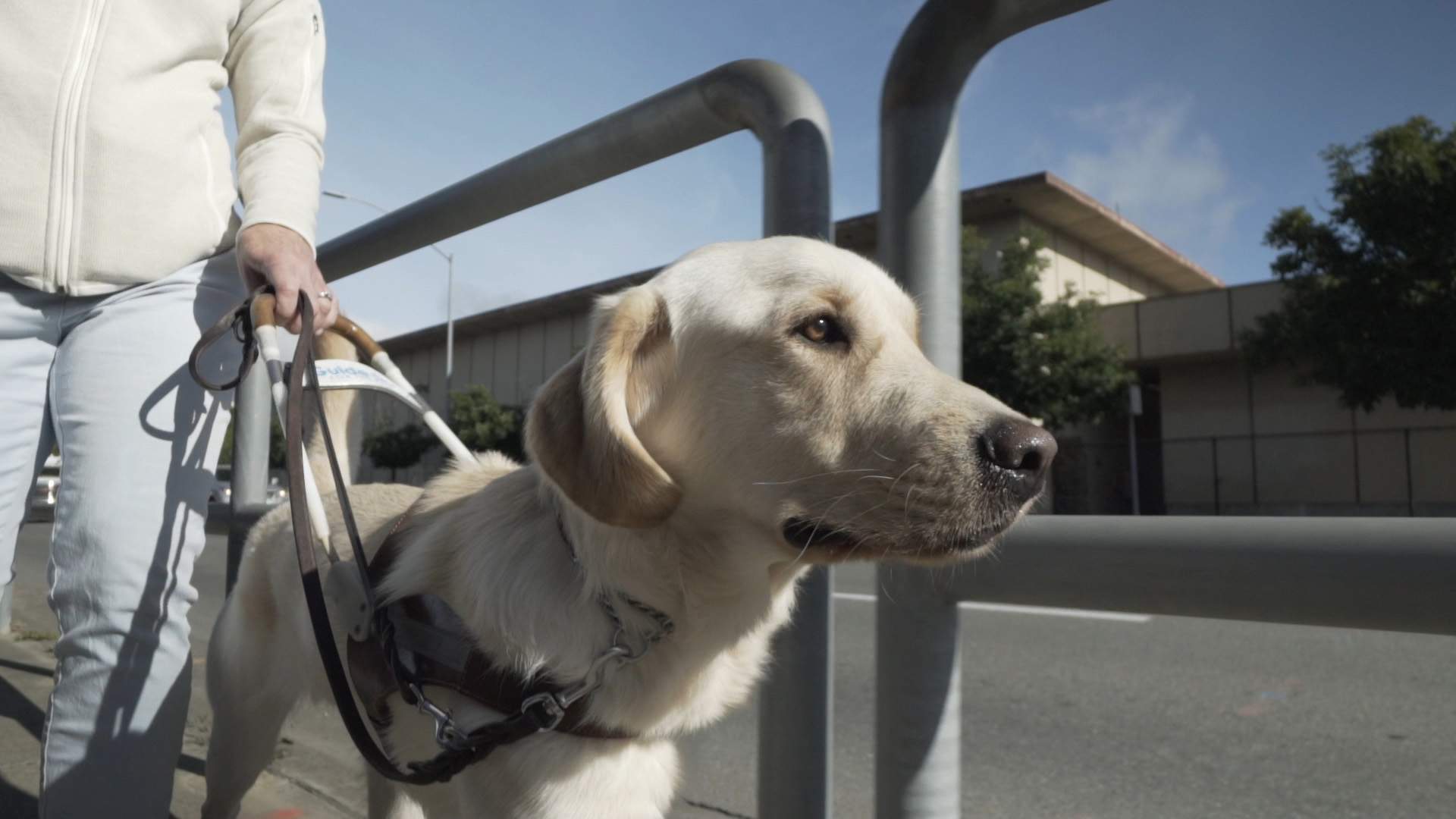 'Pick of the Litter' Dog-Friendly Screening
