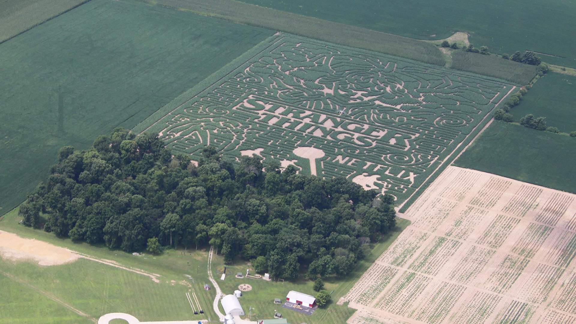 You'll Soon Be Able to Wander Your Way Through a Massive 'Stranger Things' Corn Maze