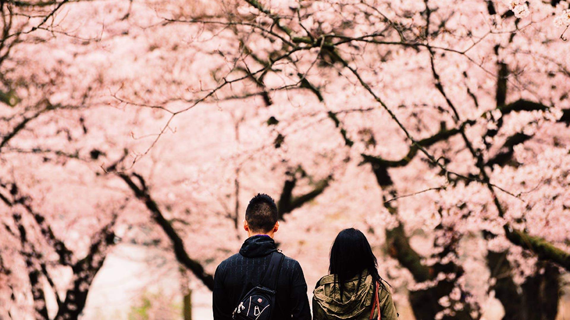 We're Giving Away a VIP Experience at the Sydney Cherry Blossom Festival