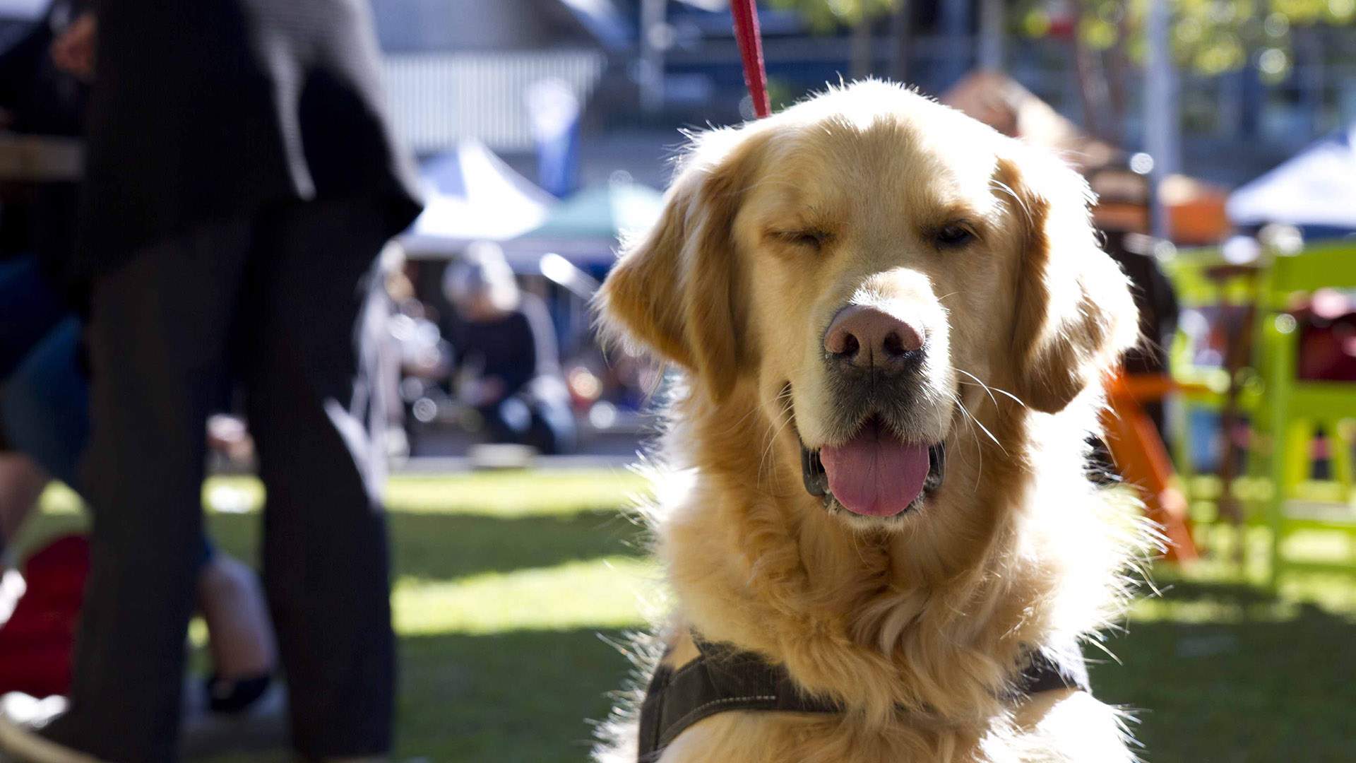 Barktoberfest 2018