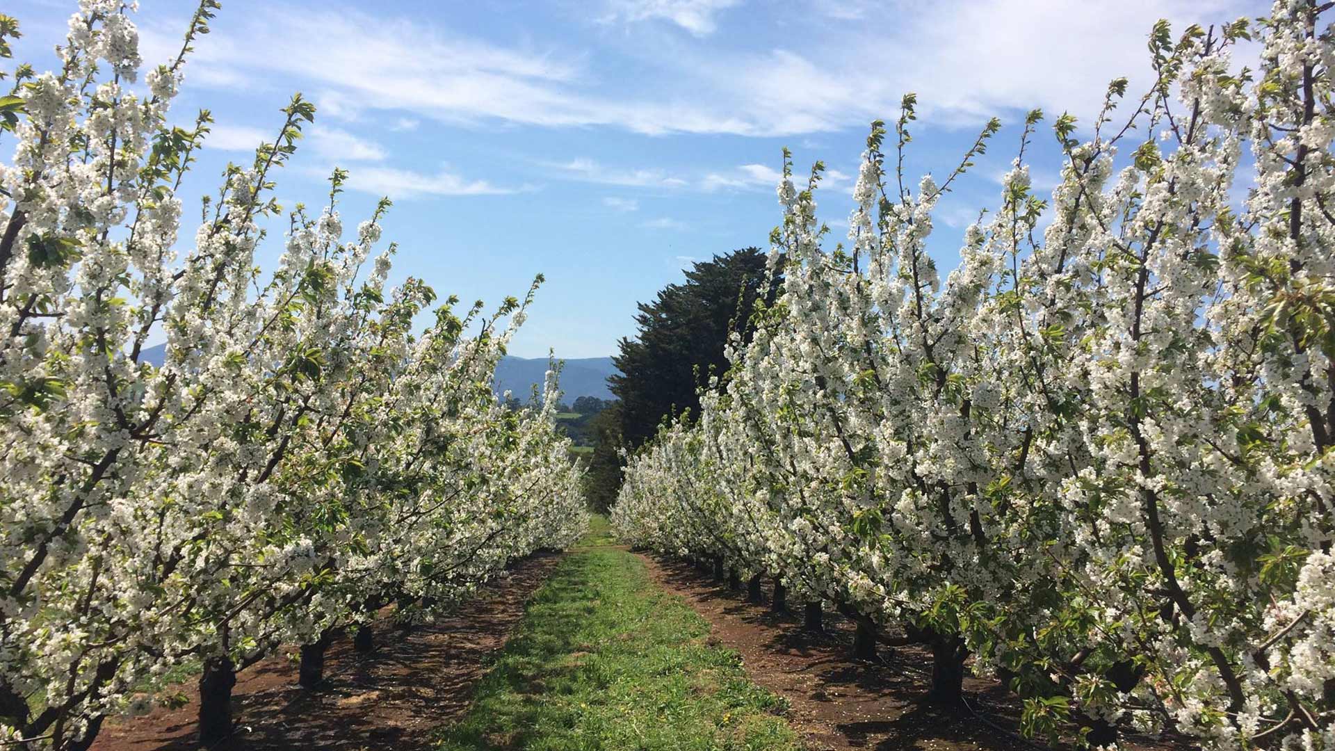 Cherryhill Orchards Blossom Festival 2022