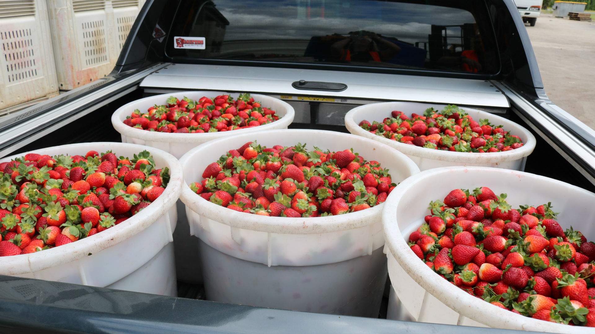 This Spring Hill Brewery Is Launching a New Strawberry Ale to Help Scandal-Affected Farmers