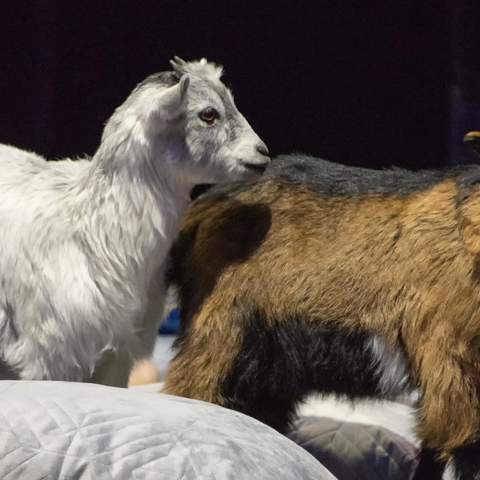 Meditating with Baby Farm Animals Is Australia's Newest Wellness Trend