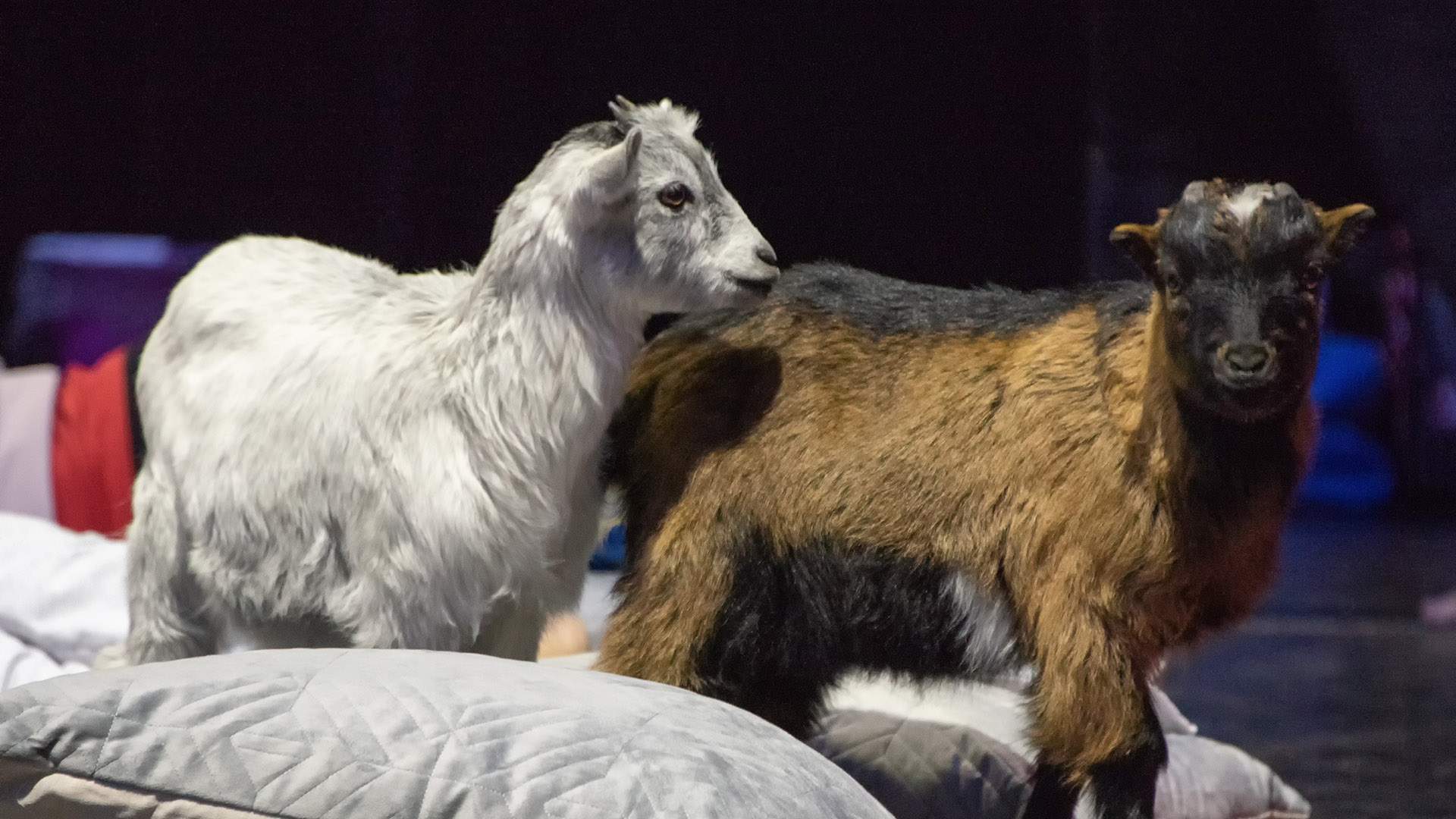 baby goat yoga melbourne